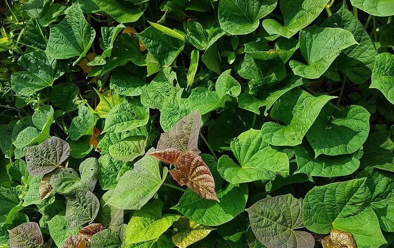 鑫盛蔬菜配送中心地址