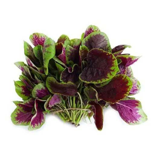 文水蔬菜配送平臺怎么樣