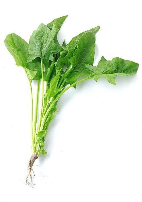 惠濟區(qū)蔬菜配送招聘信息