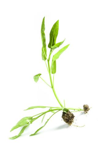 怡東蔬菜配送中心地址