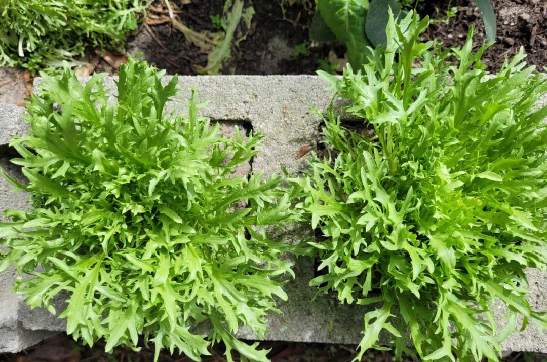 配送水果蔬菜費用多少錢