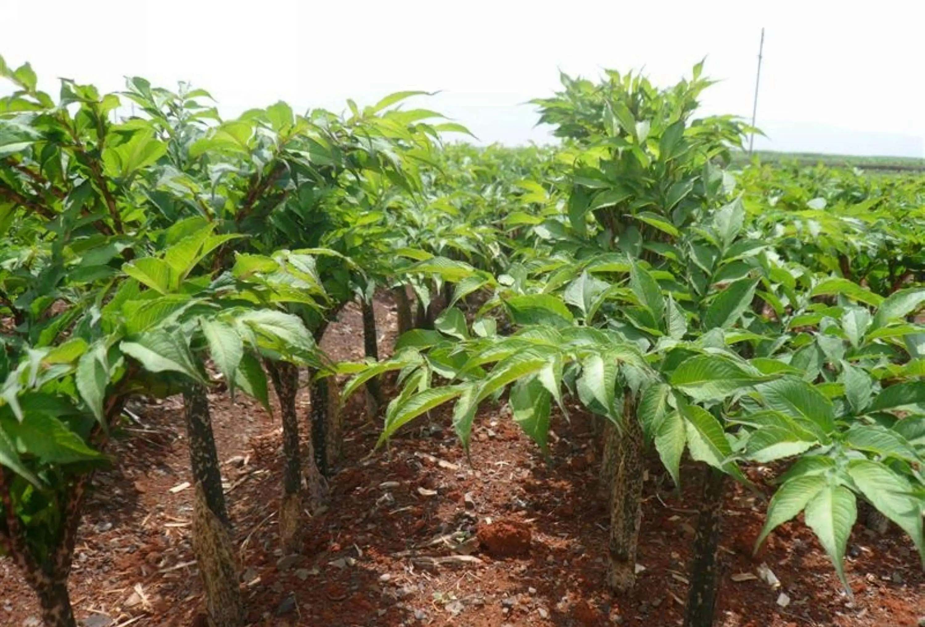 蔬菜配送實拍圖圖片大全