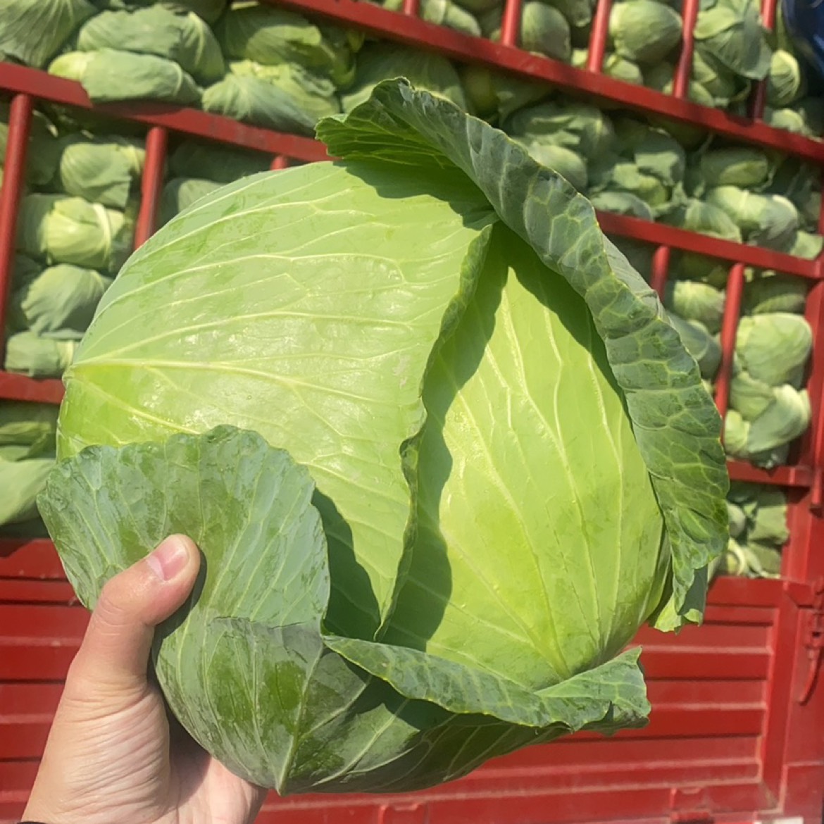 高新區(qū)酒店蔬菜配送中心