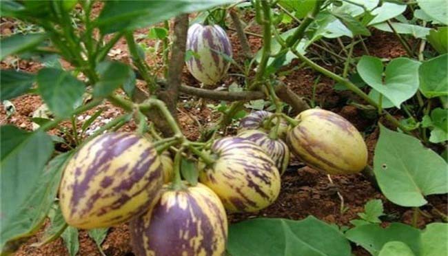 蘭州定西路蔬菜配送中心