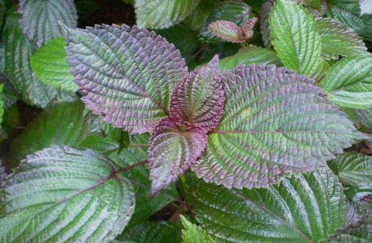 靜安區(qū)蔬菜生鮮配送價格