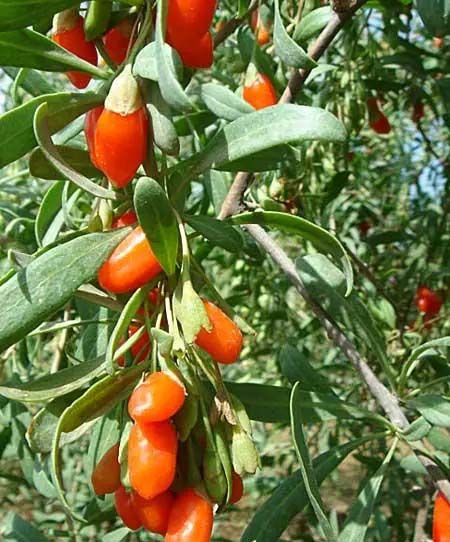 惠安縣蔬菜配送站點(diǎn)地址